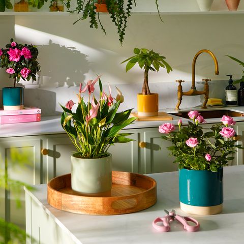 pinnatum albo variegata Epipremnum Pinnatum Albo | Care Guide and Pro Tips - Delivery from Toronto  across Canada main image 1
