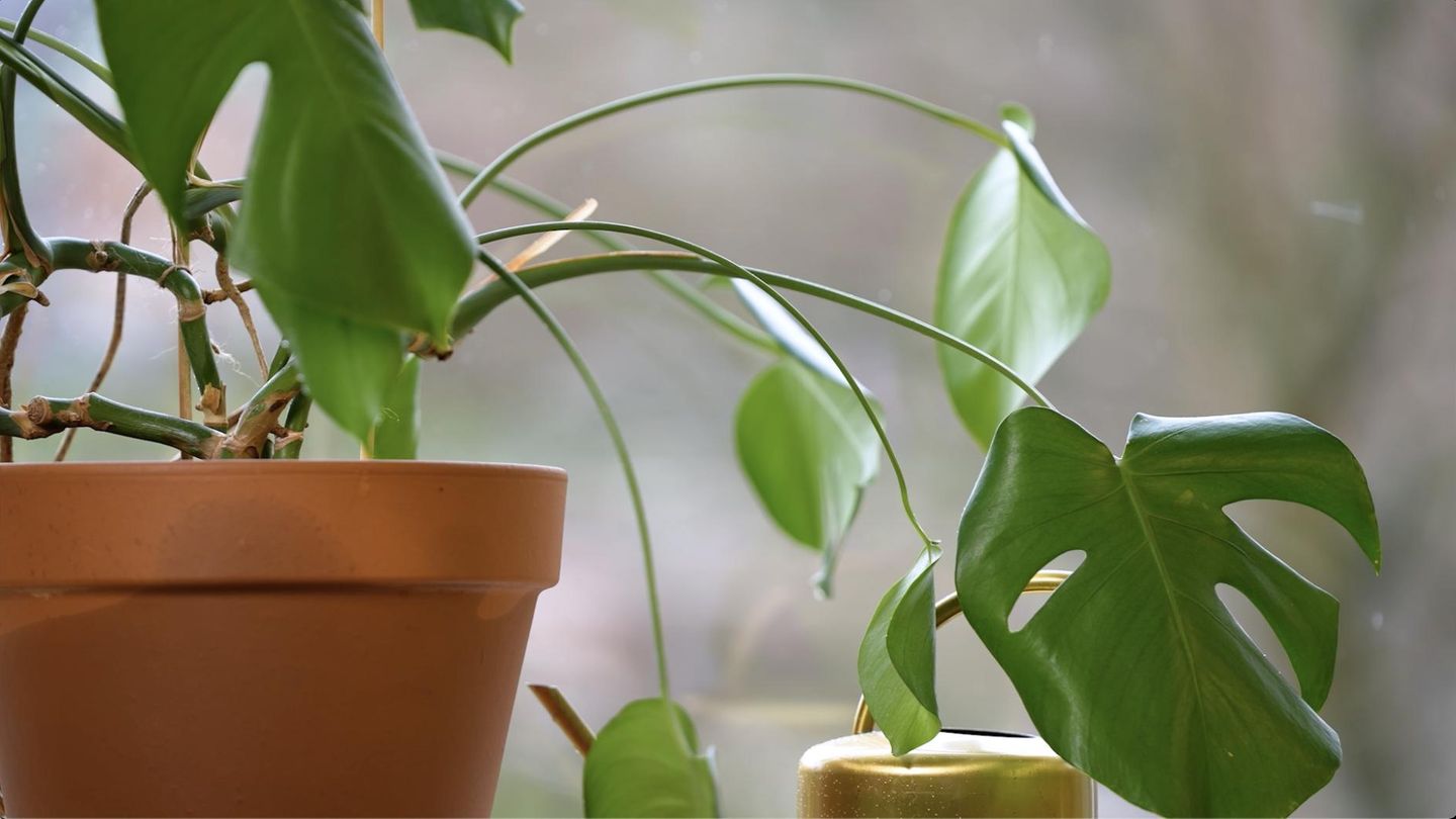 VIDEO: Monstera umtopfen  so einfach geht's