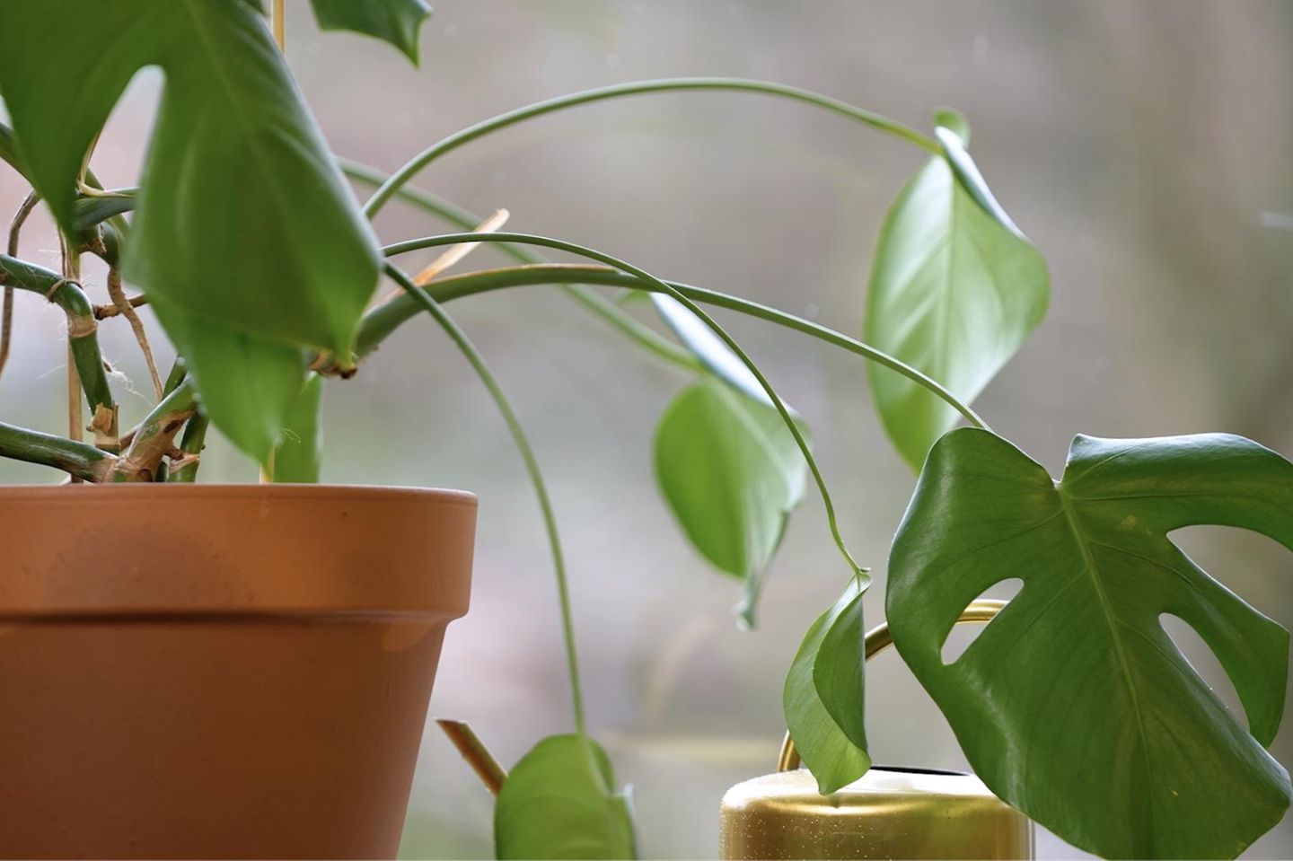 baum-philodendron kaufen Philodendron Bipinnatifidum