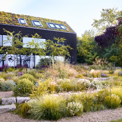 Gardenie: pflegen, dngen, umtopfen - [SCHNER WOHNEN]